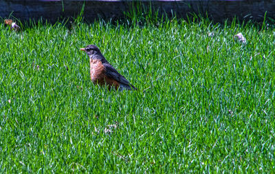 Bird perching on grass