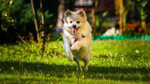 Dog running in field