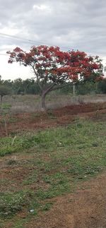 Trees on field against sky