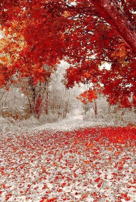 autumn, change, season, tree, red, leaf, nature, tranquility, day, orange color, beauty in nature, branch, outdoors, maple leaf, falling, fallen, tranquil scene, tree trunk, scenics, forest