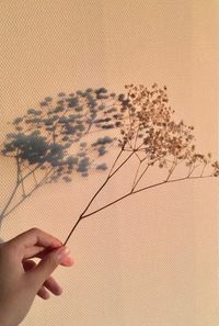 Cropped hand of person holding plant