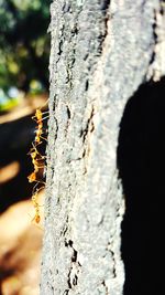 Close-up of lichen on tree trunk