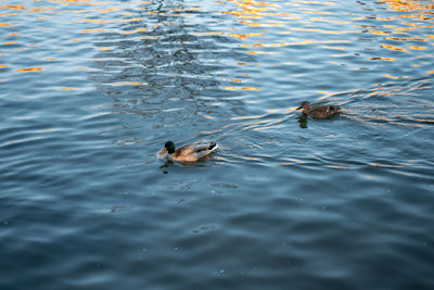 High angle view of ducks swimming in lake