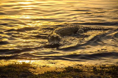 Close-up of alligator swimming in sea