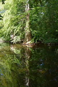 Scenic view of lake amidst trees in forest