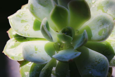 Close-up of succulent plant