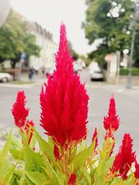 Close-up of red flower against blurred background