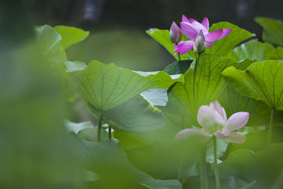 Close-up of pink flowers