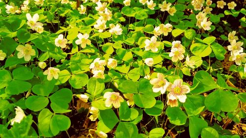 Close-up of plants