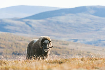 Musk ox on meadow