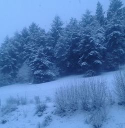 Trees on snow covered landscape