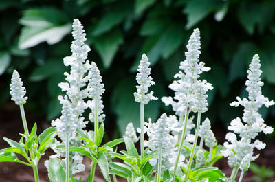 Close-up of flowers blooming outdoors