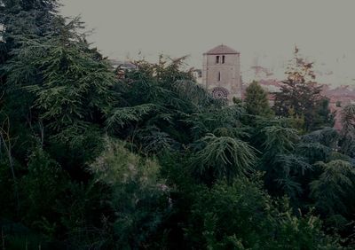 Plants growing on tree trunk