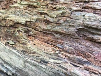 Full frame shot of tree trunk