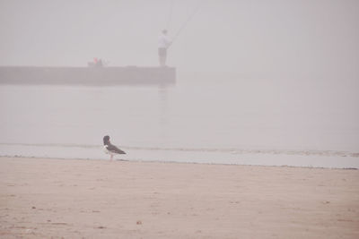 View of seagull on beach