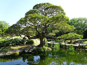 Reflection of trees in water