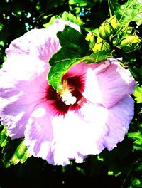 Close-up of hibiscus blooming outdoors