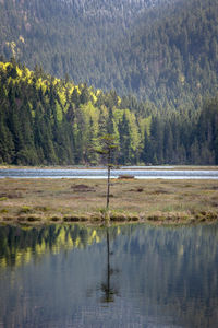 Scenic view of lake by trees in forest