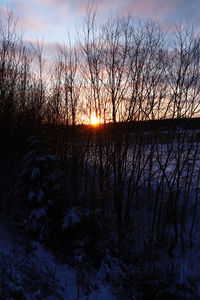 Silhouette bare trees against sky during sunset