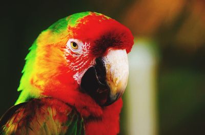 Close-up of parrot