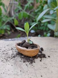 Close-up of small potted plant with creativity.