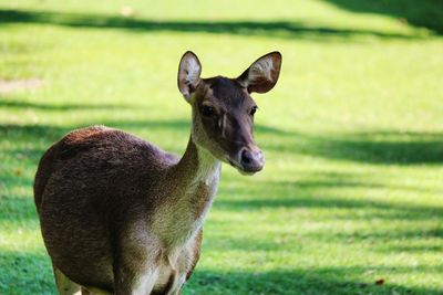 Portrait of rabbit on grassy field