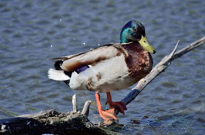 Close-up of mallard duck on lake