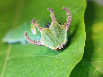 Close-up of insect on leaf