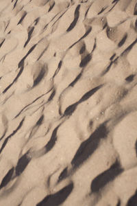 High angle view of bird on sand