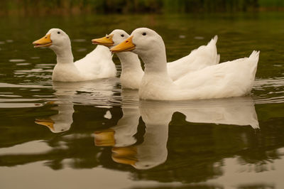 Close-up low level view of  grouaylesbury pekin peking american domestic duck ducks swimming in lake