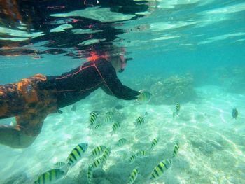 Low section of turtle swimming in sea