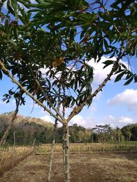 Tree on field against sky