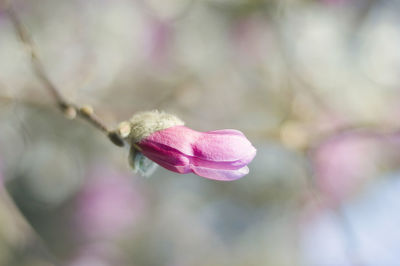 Close-up of pink flower