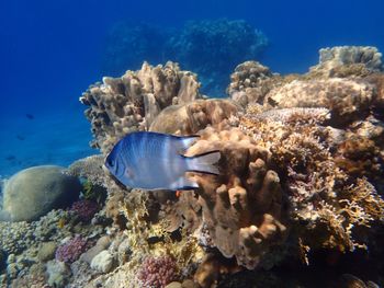 Fish swimming in sea