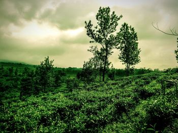 Trees on field against cloudy sky