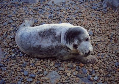 Close-up of dog lying on pebbles