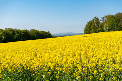 Scenic view of oilseed rape field against sky