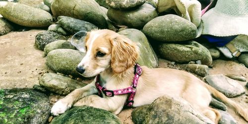 View of a dog looking away