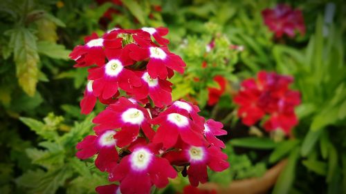 Close-up of pink flowers blooming outdoors