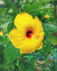 Close-up of yellow flower