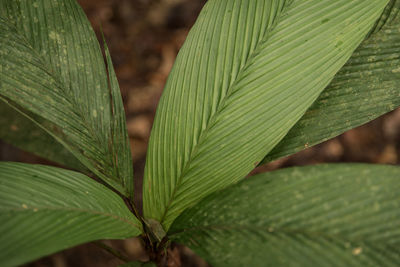 Close-up of fresh green leaf