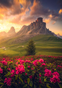 Flowers and mountain