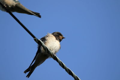 Low angle view of bird perching against clear sky