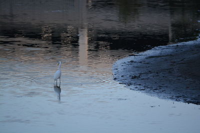 Bird in lake