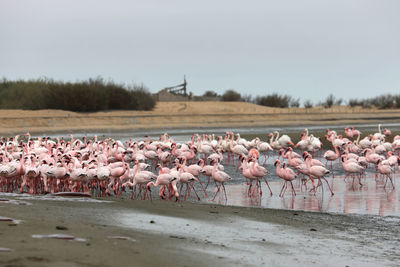 Flock of birds in the lake