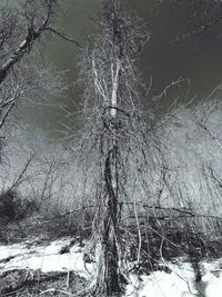 Bare tree by lake in forest during winter
