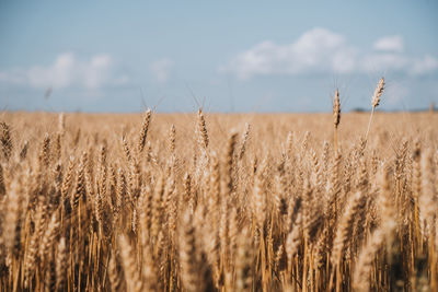 Close-up of wheat field against sky