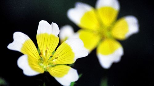 Close-up of yellow flowers