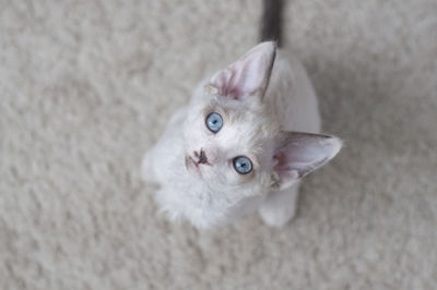 High angle portrait of cat on rug