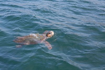 High angle view of turtle swimming in sea